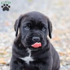 Shadow, Cane Corso Puppy